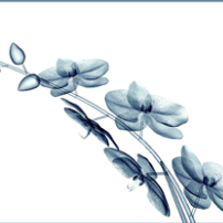 Fundraising Page: Hannah Jeong